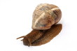 Snail grape Snail grape