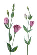 Beautiful pink flowers