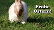 Easter bunny (German)