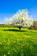 Single blossoming tree in spring