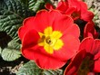 redprimrose