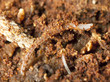Worm in wood Worm in wood