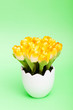 ����: Colorful tulip flowers in the white pot � Elnur #31507528