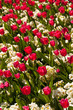 Red tulips and white flowers Red tulips and white flowers