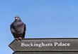 A pigeon on a Buckingham Palace sign