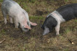 Piglets