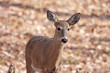 Whitetail Deer