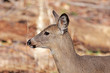 Whitetail Deer