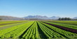 plantation de salades
