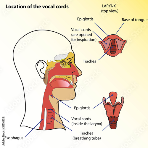 Vector: Vocal cords Vocal cords