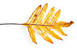 A dead leaf with shadows on a white background