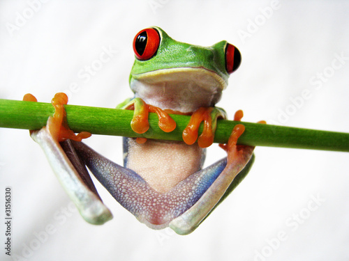 Photo: Rotaugenlaubfrosch 40 Rotaugenlaubfrosch 40