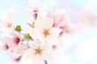 Photo: 満開の桜 満開の桜