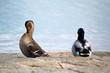 Duck and Drake