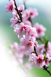 Spring blossom