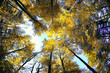 Beech canopy