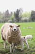 A lamb suckling from its mother Ovis Aries A lamb suckling from its mother Ovis Aries