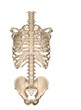 human torso skeletal system (front) human torso skeletal system (front)