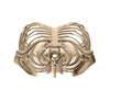 human torso skeletal system (top view) human torso skeletal system (top view)