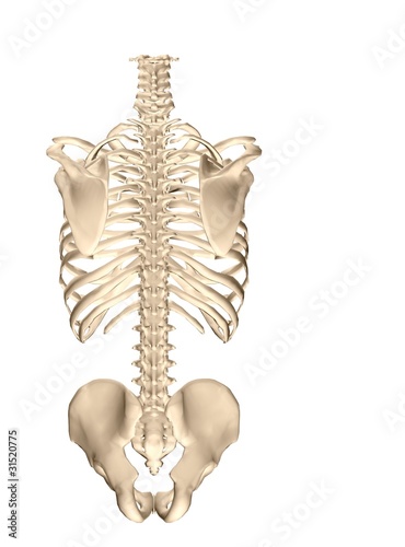 Back Skeletal System