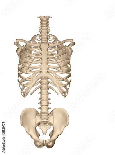 Illustration: human torso skeletal system (front) human torso skeletal system (front)