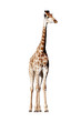 Giraffe, isolated