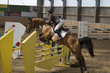 Foto: Springreiten Springreiten