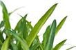 jeunes feuilles d'agave