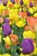 Tulipes