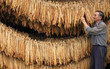 Drying Tobacco