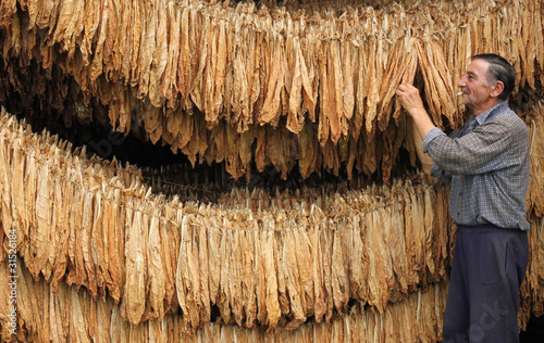 Photo: Drying Tobacco Drying Tobacco