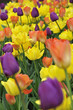 Tulipes