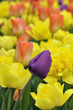 Tulipes