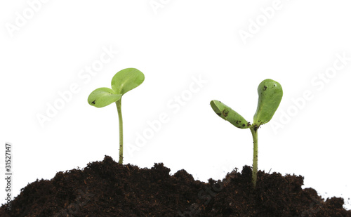 Photo: Young plants Young plants