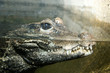 crocodile