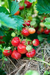 Closeup of fresh organic strawberries