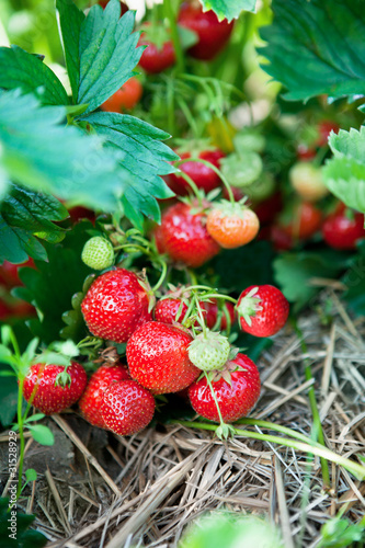 Photo: Closeup of fresh organic strawberries Closeup of fresh organic strawberries