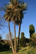Palm tree