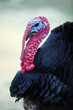 Black turkey portrait