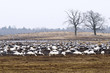 The group of cranes and whooper swans
