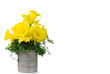 Daffodil Bouquet