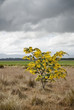 Silver Wattle in pasture, Tasmania, Australia.