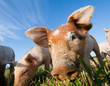 Young pig on a farm in Dalarna, Sweden Young pig on a farm in Dalarna, Sweden