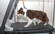 BORDER COLLIE.
