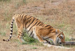 Thirsty Tiger