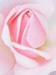 Rose Closeup