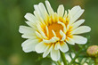 White Daisy Flower
