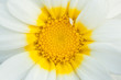 Daisy Abstract