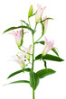 pink lily pink lily