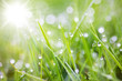 sparkling grass